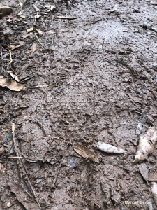 leguano footprints